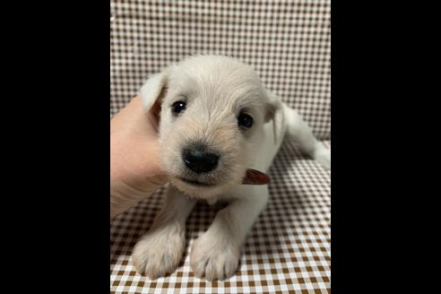 成約済の香川県のミニチュアシュナウザー-89163