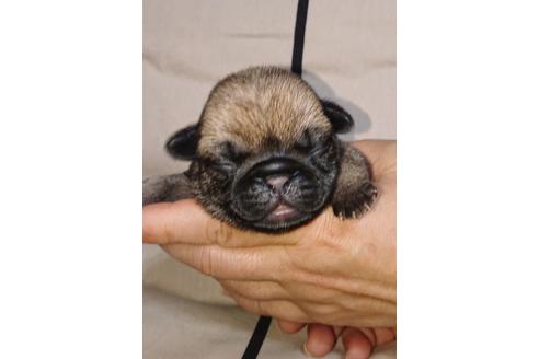 成約済の茨城県のパグ-89181の3枚目