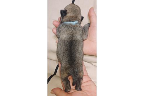 成約済の茨城県のパグ-89181の2枚目