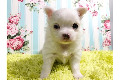 成約済の秋田県のポメチワ:ポメラニアン×チワワ-88011の1枚目