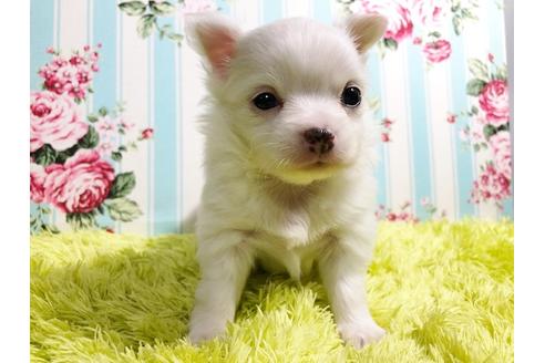 成約済の秋田県のポメチワ:ポメラニアン×チワワ-88011の4枚目