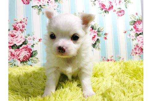 成約済の秋田県のポメチワ:ポメラニアン×チワワ-88011の3枚目