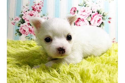 成約済の秋田県のポメチワ:ポメラニアン×チワワ-88011の2枚目