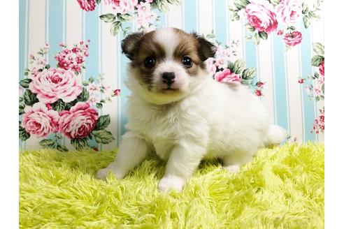 成約済の秋田県のポメチワ:ポメラニアン×チワワ-88012