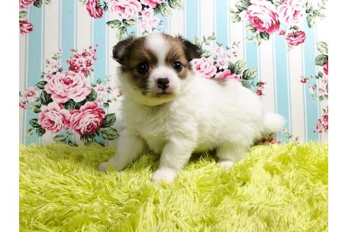 成約済の秋田県のポメチワ:ポメラニアン×チワワ-88012の4枚目