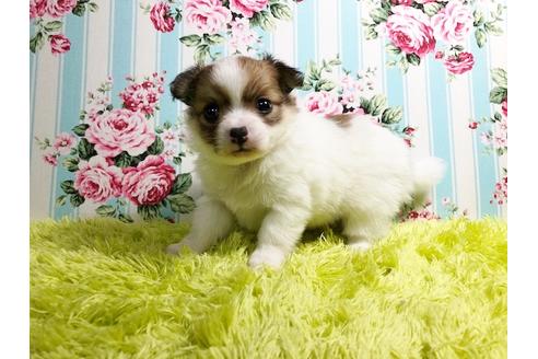 成約済の秋田県のポメチワ:ポメラニアン×チワワ-88012の3枚目