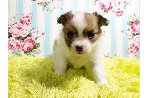 成約済の秋田県のポメチワ:ポメラニアン×チワワ-88012の2枚目