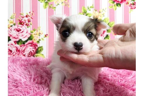 成約済の秋田県のポメチワ:ポメラニアン×チワワ-88013