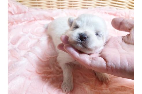 成約済の秋田県のミックス犬-89188の4枚目