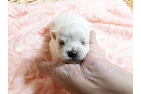 成約済の秋田県のミックス犬-89188の3枚目