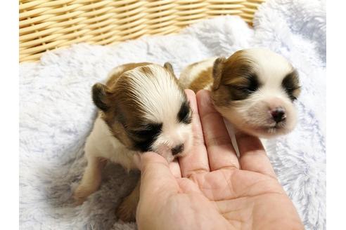 成約済の秋田県のマルシーズー:マルチーズ×シーズー-89189の6枚目