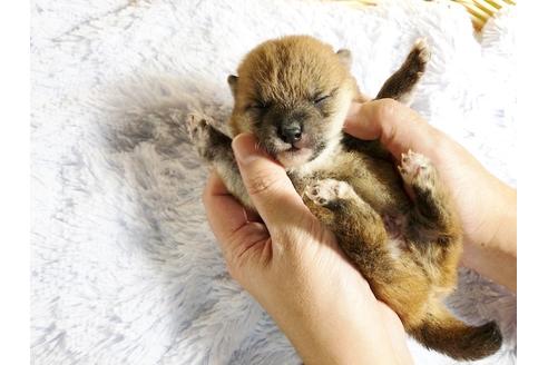 成約済の秋田県の豆柴-89190の22枚目