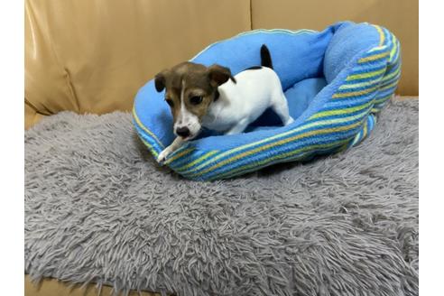 成約済の栃木県のジャックラッセルテリア-87707