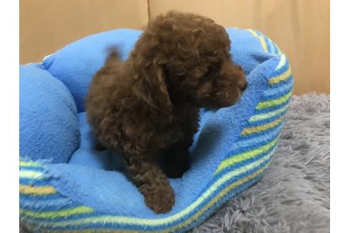 成約済の栃木県のトイプードル-89236の3枚目