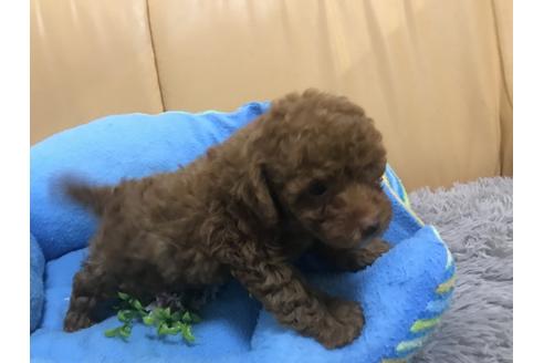 成約済の栃木県のトイプードル-89236の2枚目