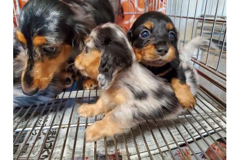 成約済の愛知県のミニチュアダックスフンド(ロングヘアード)-89219の6枚目