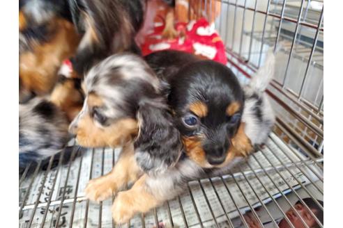 成約済の愛知県のミニチュアダックスフンド(ロングヘアード)-89219の5枚目