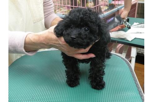 子犬