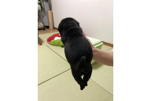 成約済の千葉県のパグ-89283の4枚目
