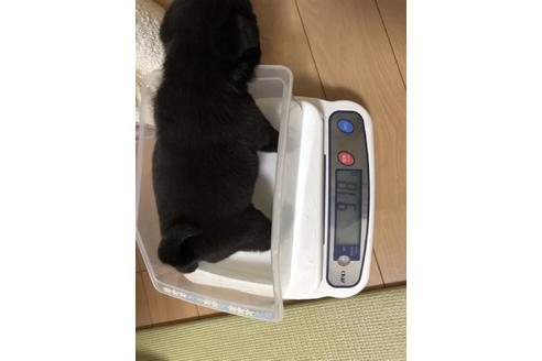 成約済の千葉県のパグ-89283の3枚目