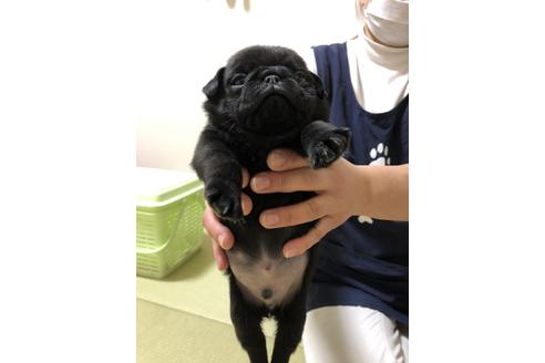 成約済の千葉県のパグ-89283の2枚目
