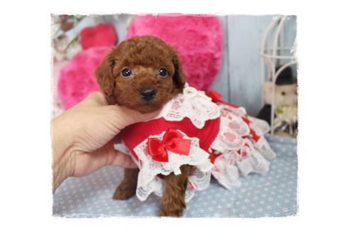 成約済の岡山県のタイニープードル-88751の8枚目