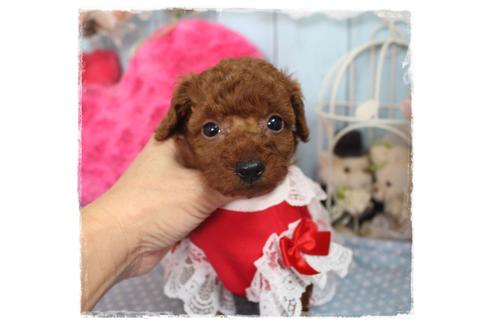 成約済の岡山県のタイニープードル-88751の7枚目