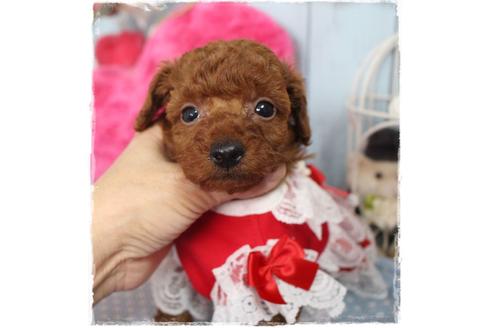 成約済の岡山県のタイニープードル-88751の6枚目