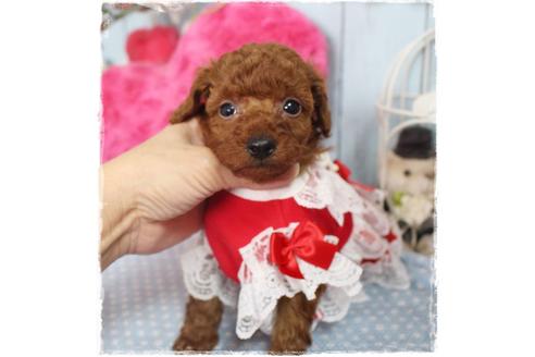 成約済の岡山県のタイニープードル-88751の5枚目