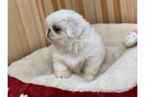 成約済の香川県のペキニーズ-88881の2枚目