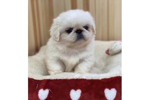 成約済の香川県のペキニーズ-88881の1枚目
