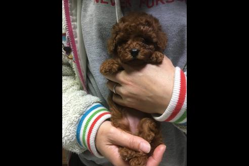 成約済の静岡県のトイプードル-87372