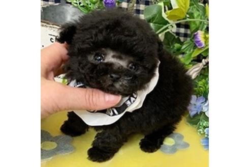 香川県のティーカッププードル 男の子 19 12 11生まれ 最高級クラスの王子様です 子犬id 321 ブリーダーナビ