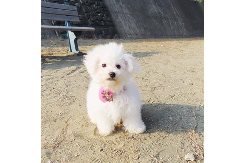 成約済の徳島県のビションフリーゼ-89338の2枚目