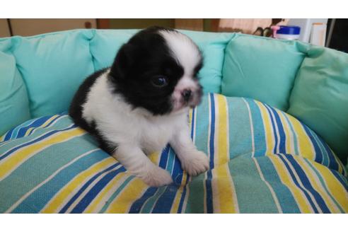 成約済の大阪府のミックス犬-89363の2枚目
