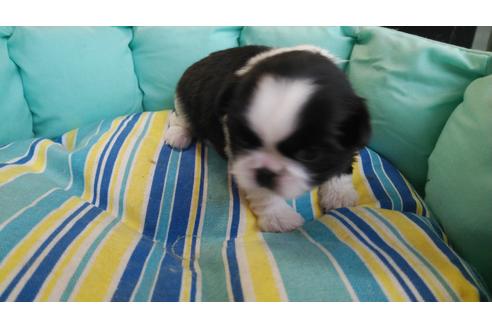 成約済の大阪府のミックス犬-89365の2枚目