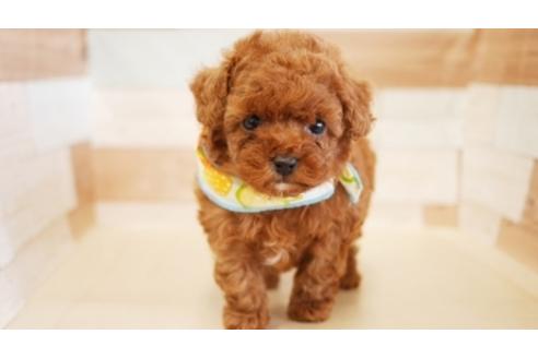 成約済の福岡県のトイプードル-89373の1枚目