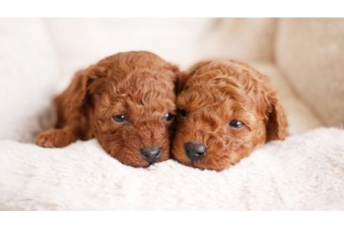 成約済の福岡県のトイプードル-89376