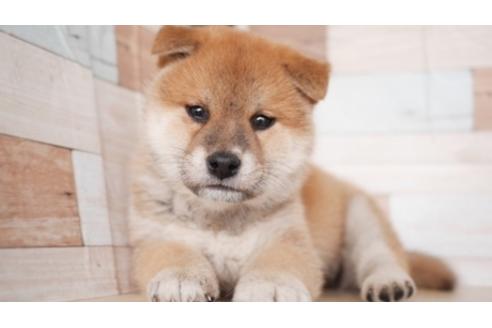 成約済の福岡県の柴犬-89378