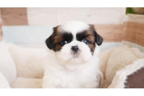 成約済の福岡県のシーズー-89380