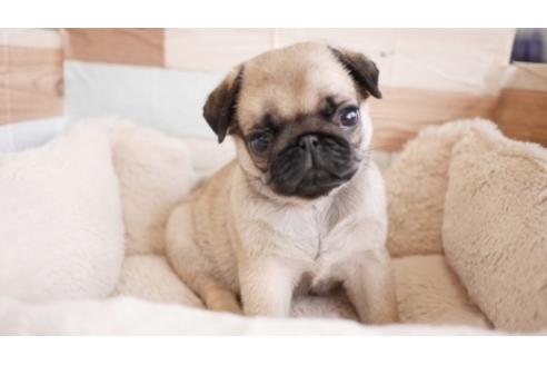 成約済の福岡県のパグ-89381の1枚目