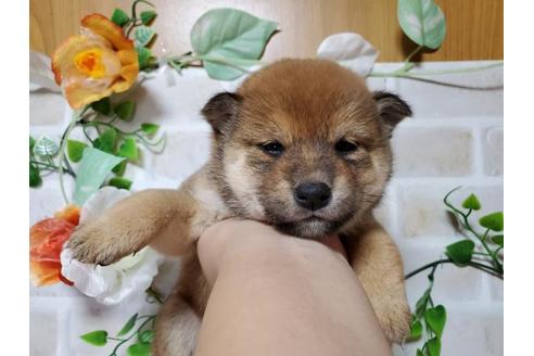 成約済の長崎県の柴犬-88218の1枚目