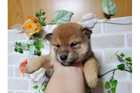 成約済の長崎県の柴犬-88218の2枚目