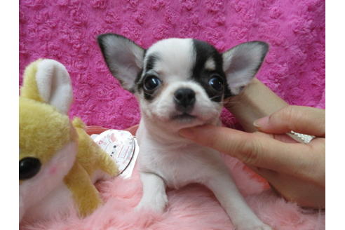 成約済の京都府のチワワ(スムースコート)-89417の1枚目