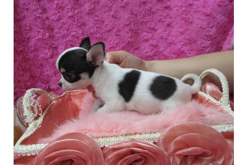 成約済の京都府のチワワ(スムースコート)-89417の4枚目