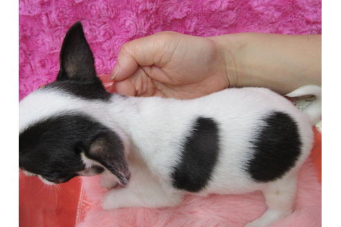 成約済の京都府のチワワ(スムースコート)-89417の3枚目