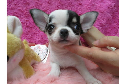 成約済の京都府のチワワ(スムースコート)-89417の2枚目