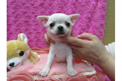 成約済の京都府のチワワ(スムースコート)-89421の1枚目