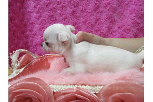 成約済の京都府のチワワ(スムースコート)-89421の3枚目