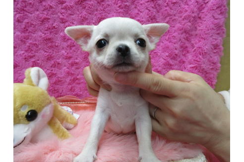 成約済の京都府のチワワ(スムースコート)-89421の2枚目